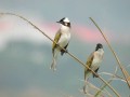 Chinese Bulbul