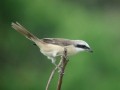 Tree Sparrow