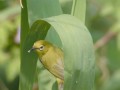 Muller's Barbet