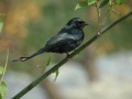 Brown Shrike