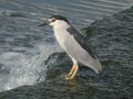 Black-crowned Night Heron