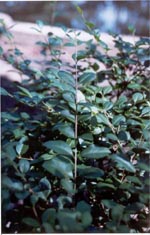 Wax-leaf Privet